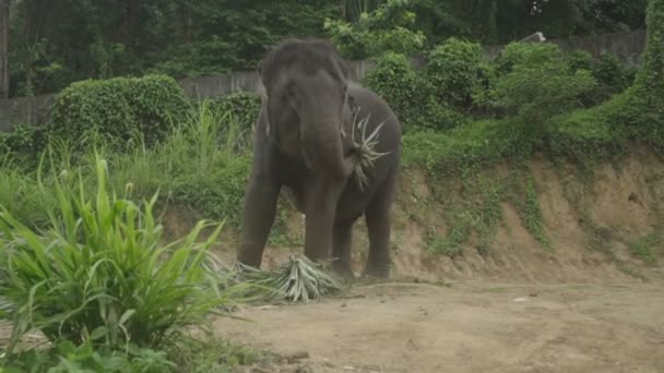 Vista de un elefante comiendo hojas de palma en una colina en Phuket, Tailandia — Vídeos de Stock