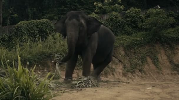 视图的大象吃棕榈叶上一座小山在普吉岛，泰国 — 图库视频影像