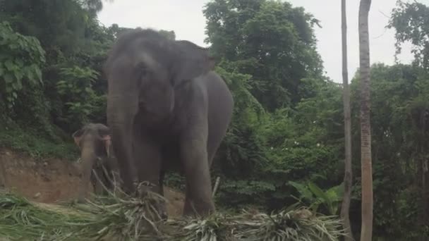 Vue de deux éléphants mangeant des feuilles de palmier sur une colline à Phuket, Thaïlande 