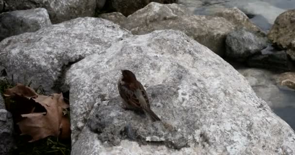 岩の間のビーチで餌を与えるスズメ — ストック動画