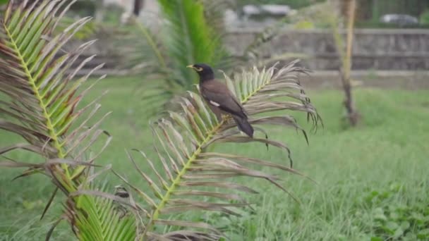 在泰国普吉岛，Myna鸟坐在一棵棕榈树上坐着飞走的特写镜头 - 慢动作视频 — 图库视频影像