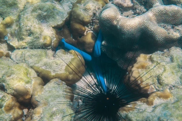 Leben unter Wasser bunte Korallen, andaman, koh he, thailand — Stockfoto