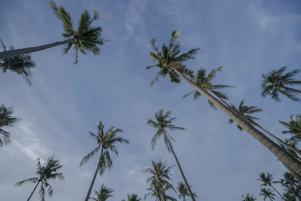 Pohled zdola tropických palem a modrá obloha s mraky během krásného letního dne — Stock fotografie