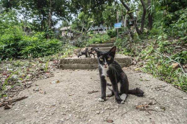 Retrato de gato preto e branco sentado em pedra e olhando para a câmera sobre grama verde e árvores de fundo. Outro gato andando atrás . — Fotografia de Stock
