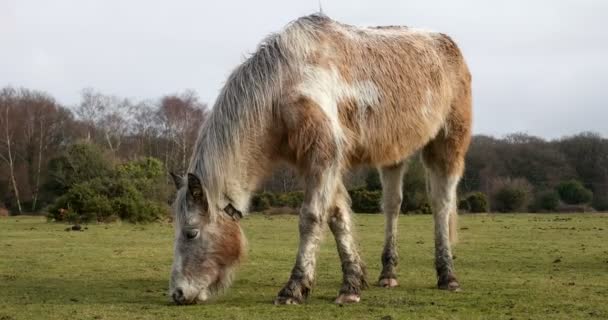 Wild pony on a green field — ストック動画