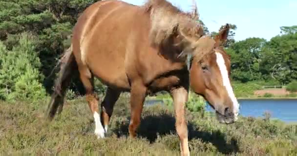 Дикая лошадь на зеленом поле — стоковое видео