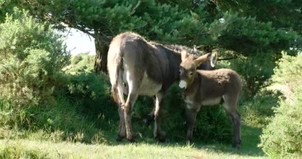 Wild donkey baby suckling from its mother — ストック動画