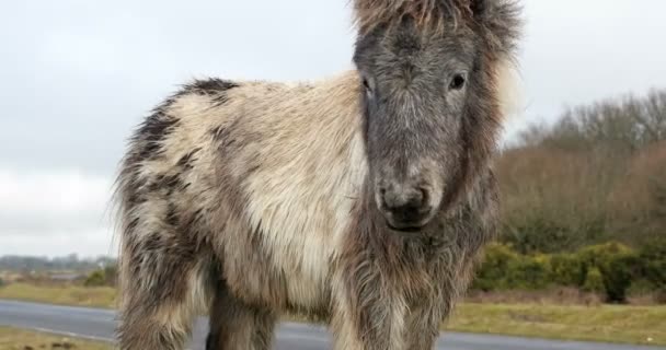 Wild pony on a green field — Stok video