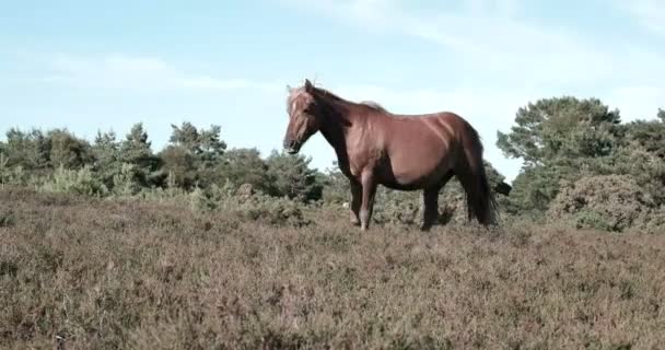 Wild horse on a green field — Stockvideo