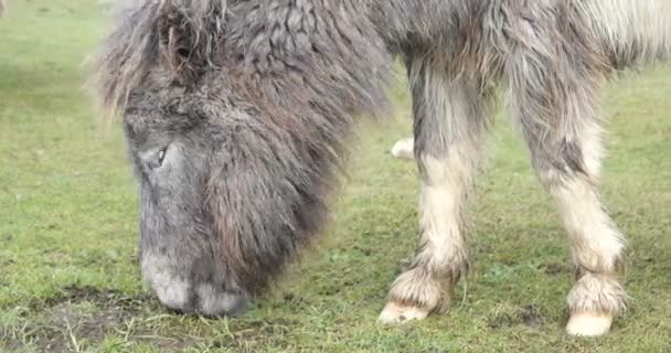 Poney sauvage sur un champ vert — Video