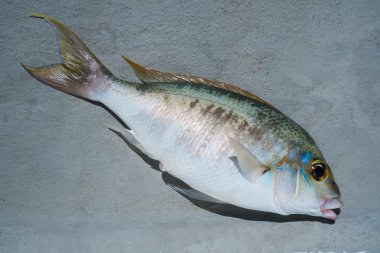 Gri tekne kat zemin üzerine taze orfoz