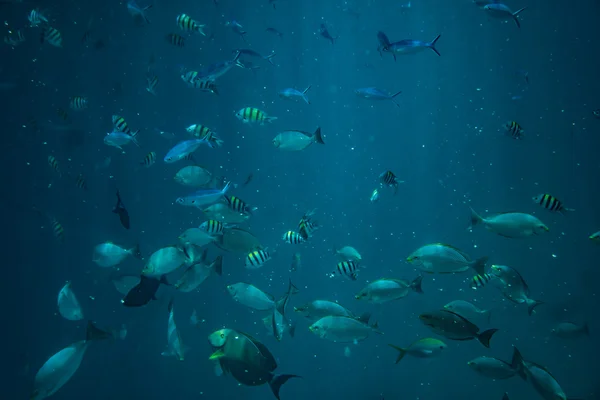 Dykning, snorkling med skolan av fiskar under vattnet av tropiska hav — Stockfoto