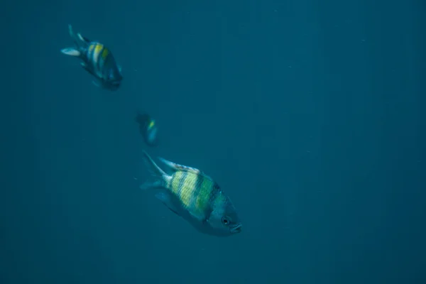 Plongée, plongée avec tuba avec banc de poissons sous-marins de la mer tropicale — Photo