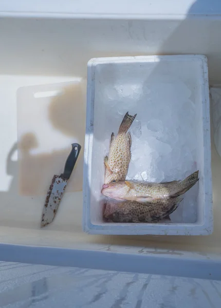 Verse vangst grouper vis in container met ijsblokjes op vissersboot — Stockfoto
