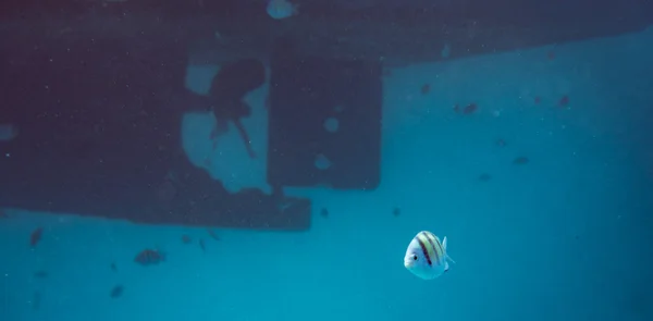 Diving, snorkling with school of fishes underwater of tropical sea over boat propeller and rudder on a large vessel background — Stock Photo, Image