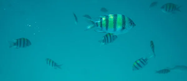 Dykning, snorkling med skolan av fiskar under vattnet av tropiska hav — Stockfoto