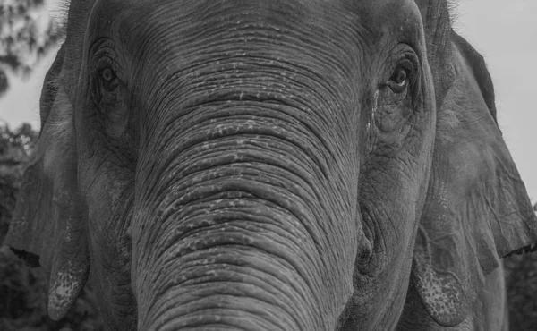 Preto e branco foto closeup de um elefante — Fotografia de Stock