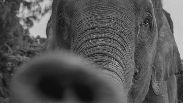 Preto e branco foto closeup de um elefante — Fotografia de Stock
