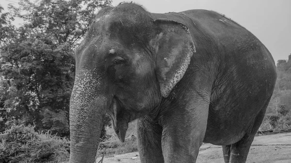 Preto e branco foto closeup de bocejo elefante — Fotografia de Stock