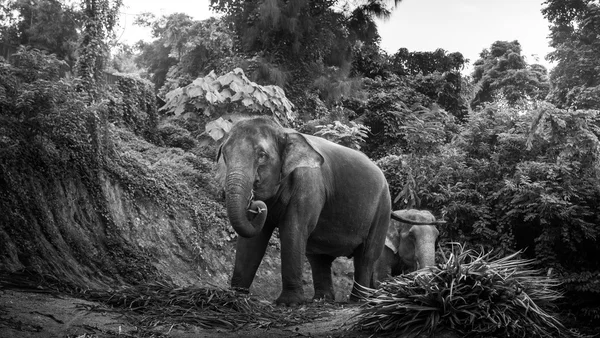 Foto em preto e branco de um elefante comendo folhas de palma em uma colina — Fotografia de Stock