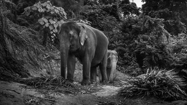 Foto em preto e branco de um elefante comendo folhas de palma em uma colina — Fotografia de Stock