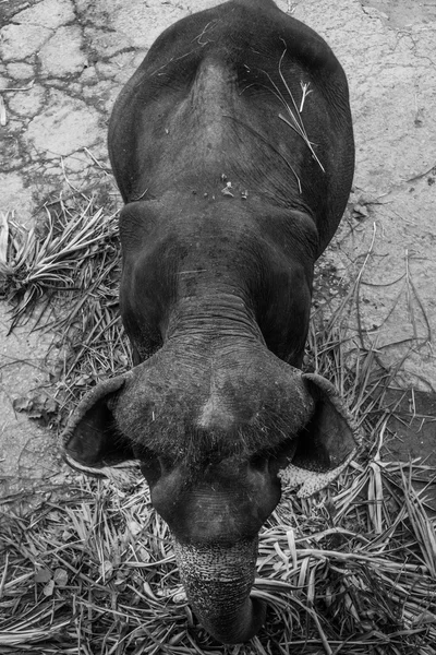 Foto preto e branco vista superior de um elefante comendo folhas de palma — Fotografia de Stock