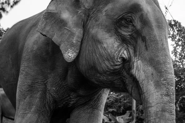 Preto e branco foto closeup de um elefante — Fotografia de Stock