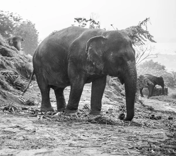 Foto em preto e branco de um elefante comendo folhas de palma em uma colina — Fotografia de Stock