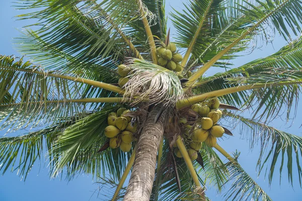 夏の日の中に青空をココナッツのヤシの木の底面図 — ストック写真