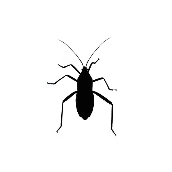 Μαύρο bug που απομονώνονται σε λευκό φόντο. Εντόμων σιλουέτα — Φωτογραφία Αρχείου