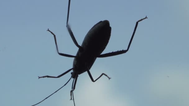 Black cocroach moving isolated on window over white blue sky with clouds — Stock Video