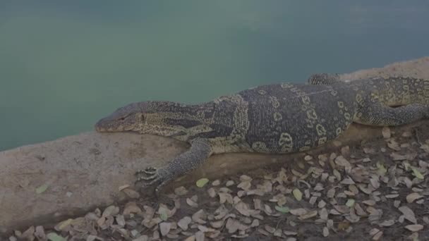 Monitorare Lucertola Riposo Nel Parco Vicino Lago Bangkok — Video Stock