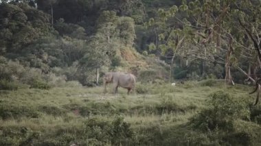 Tayland fili zincirsiz