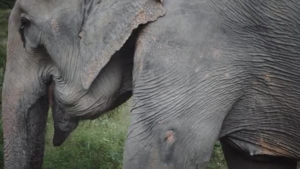 Thai Éléphant Libre Déchaîné — Video
