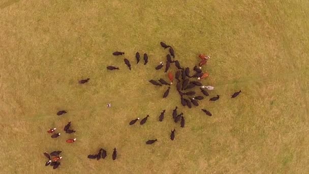 Szarvasmarha-mező drone nézetben — Stock videók