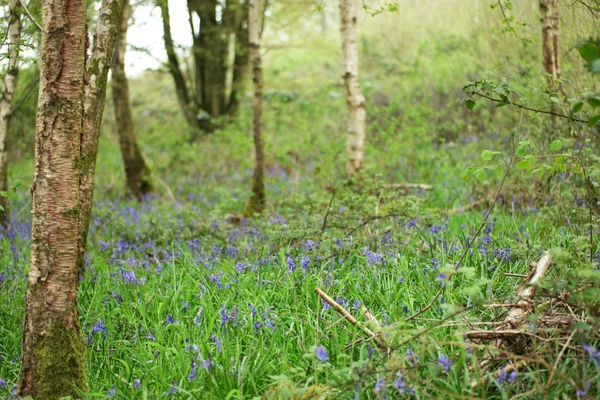 Fleurs sauvages de Bluebell cultivées dans une prairie verte — Photo