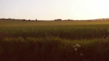 Günbatımında buğday alan üzerinde uçuş