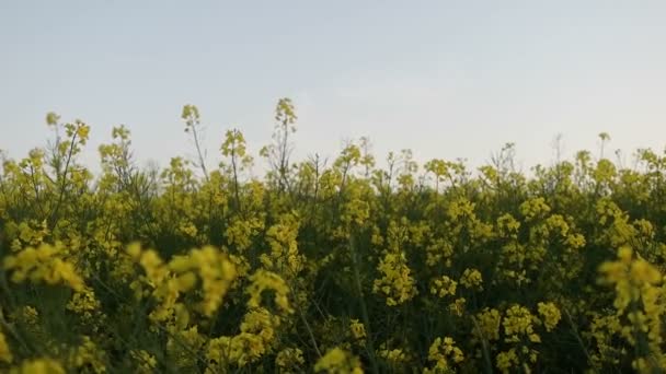 Morgendämmerung auf einem Feld mit Gras — Stockvideo