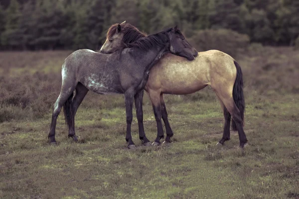 Side view of two horses hugging in field — 图库照片