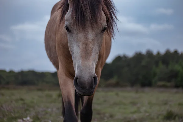 Close up front view of horse looking at camera — Stock Photo, Image