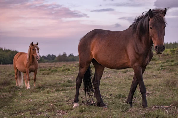 Two brown horses standing in field — Stock fotografie