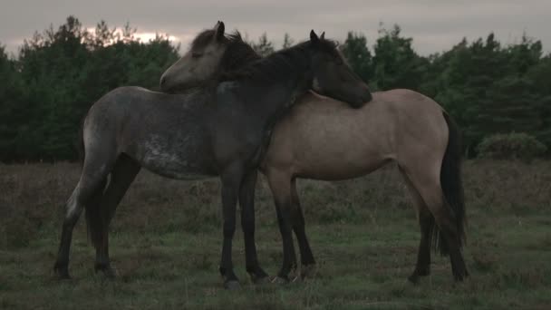 Horses Love. — Stock Video