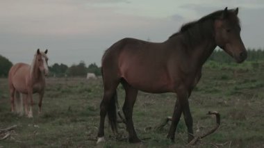 sahada iki vahşi at