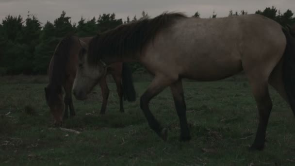 Few wild horses on the field — Stock Video