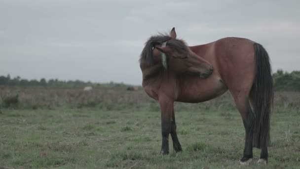 Limpeza do cavalo em si — Vídeo de Stock