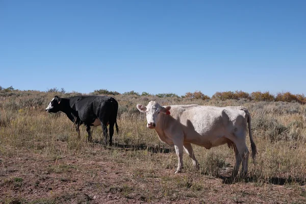 Due mucche sul campo in colorado — Foto Stock