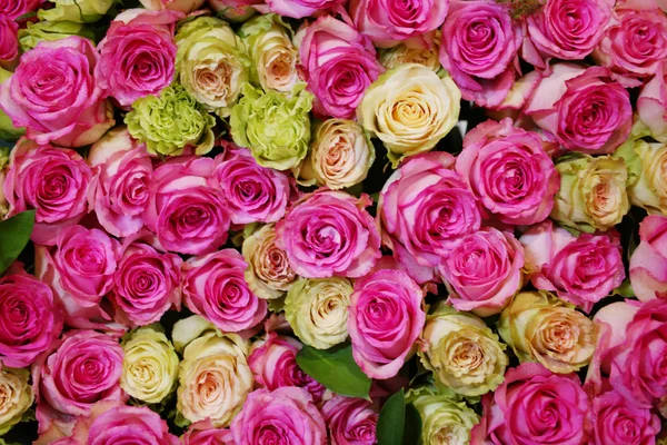 Mjuk färg rosor bakgrund — Stockfoto
