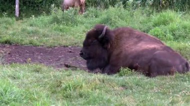 Genç bizon sıcak bir yaz öğleden sonrasında uzanıyor..