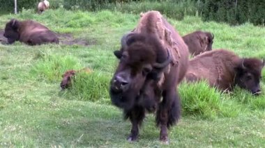 Diğerleri sıcak bir yaz öğleden sonrasında uzanırken genç bizonlar kameranın önünde duruyor..