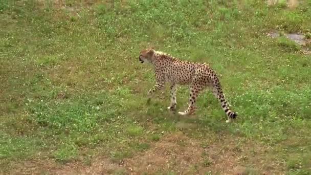 Cheetah Exploring Territory Hunt Prey — Stock Video